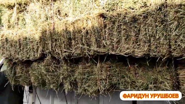 Молбозори Мужун имруз нархои пресхо арзон шуд .😱 смотреть онлайн