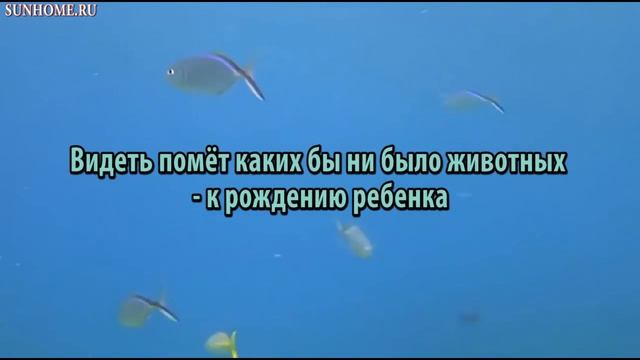 К чему снится Помет сонник, толкование сна смотреть онлайн