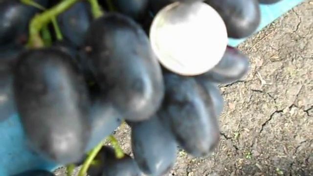Ягоды винограда сорт Кодрянка. смотреть онлайн