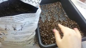 Субстрат для выращивания кампанул