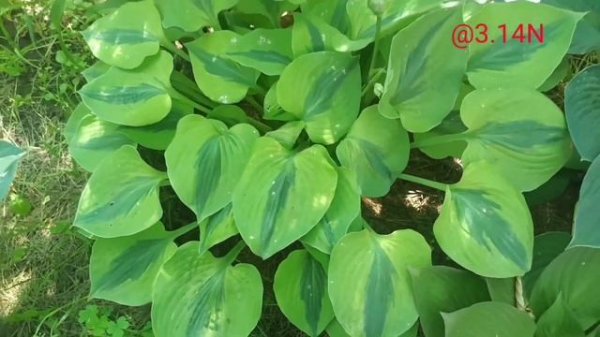 ☘️хостарий Райский сад, год четвертый#petrnovar #запорожье #hostas #хосты #репортаж