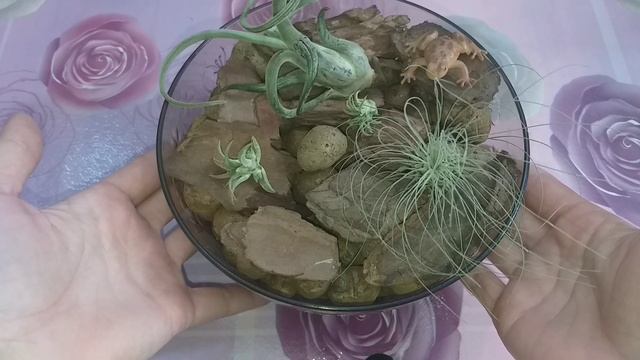 1 часть?Новости об орхидейке?Атмосферные Тилландсии, поиск идеального места?Сингониум Тиффани смотреть онлайн