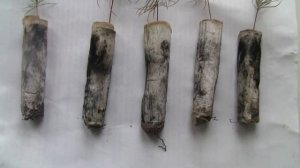 Выращивание деревьев из семян. Моя разработка.