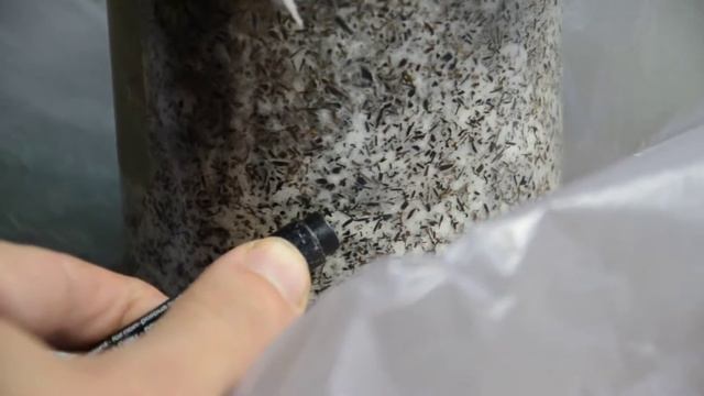 рейши пророс сквозь агроткань