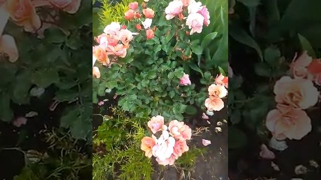 роза джаз июль 2021 г. смотреть онлайн