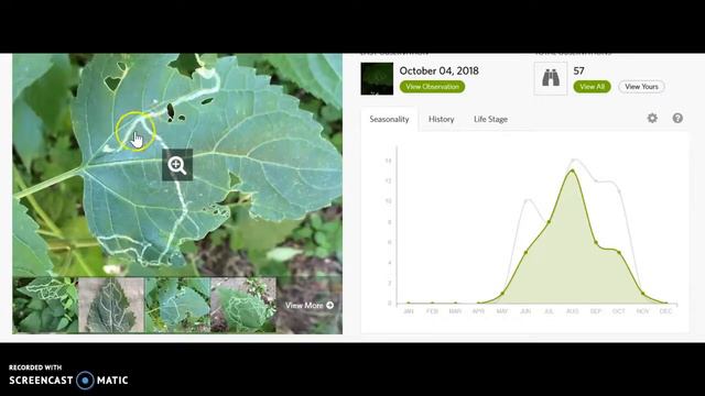 Native Prairie Forbs смотреть онлайн