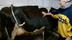 Корова ЛЯГАЕТСЯ купили АНТИБРЫК