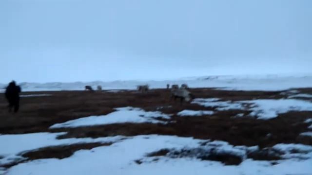 Кругом одни олени! смотреть онлайн