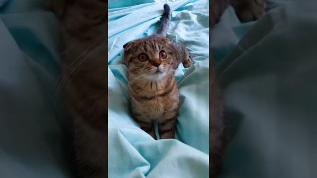 Скотиш фолд шотландская вислоухая кошечка Тома, kitten ? смотреть онлайн