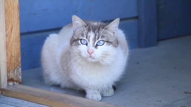 Самый красивый кот с голубыми глазами. Белечек.