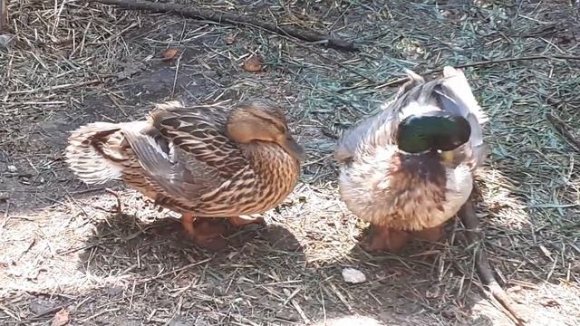 Кряква чистит Перо смотреть онлайн