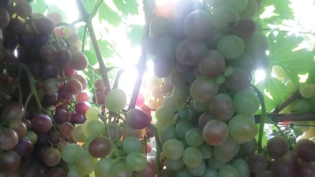 виноград Сенатор (Павловский Е.Г) смотреть онлайн
