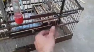 Клетка с ловушкой для щеглов! Черноголовый щегол