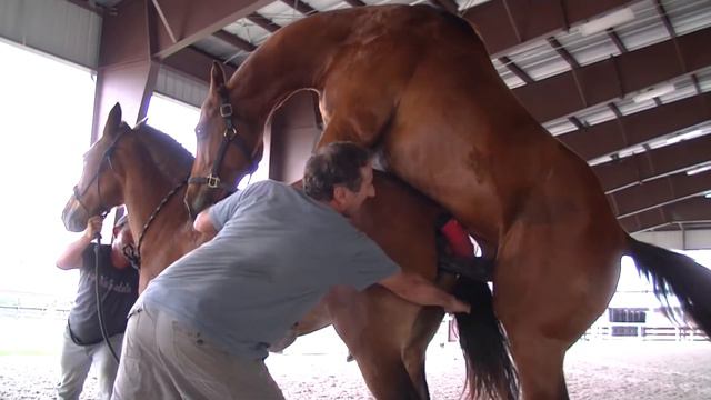 Сбор жеребца для искусственного осеменения