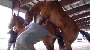 Сбор жеребца для искусственного осеменения