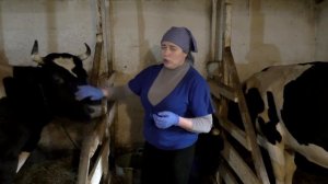 Папилломы и бородавки у коров//Папилломы на вымени у коровы