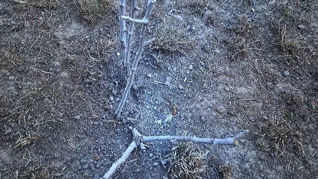 Троянди😊!Весняна обрізка та обробіток від хвороб😊#українськийконтент #розы #троянди смотреть онлайн