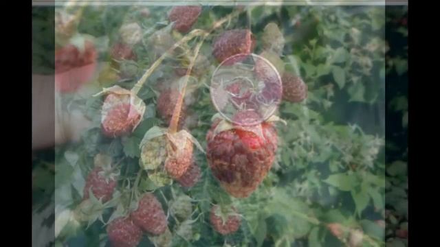 СОРТ МАЛИНЫ ГЕРАКЛ - ХАРАКТЕРИСТИКА смотреть онлайн