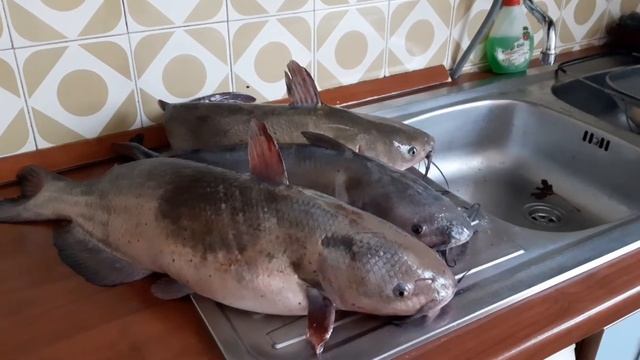 Американский сомик рвет удочки, Но дед поймал все же. Хвастаюсь. смотреть онлайн