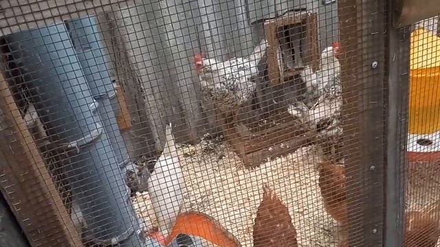 Нюансы одновременного содержания кур разных пород. смотреть онлайн