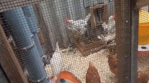 Нюансы одновременного содержания кур разных пород.