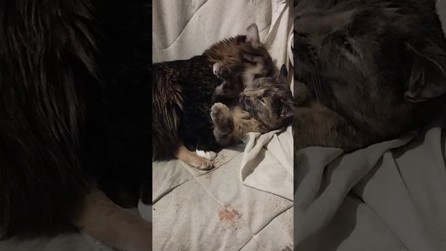 Наши ласковые котики - Миха и Муся . ( 13.01.2024 ) смотреть онлайн