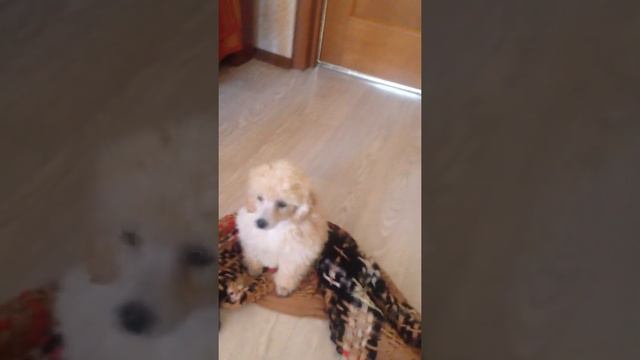 Купили той пуделя смотреть онлайн