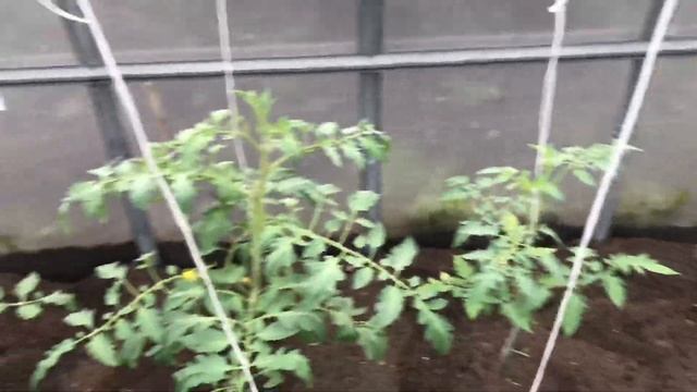 Формируем и подвязываем высокорослые томаты в теплице. смотреть онлайн