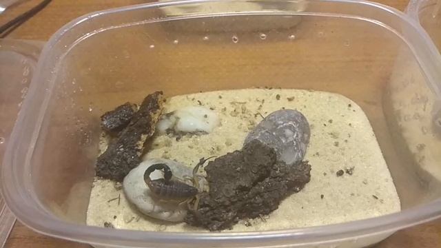Скорпионы пустыни. Как содержать? Ньюансы смотреть онлайн