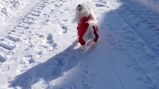 Мальтийские болонки Марси и ГАБи смотреть онлайн