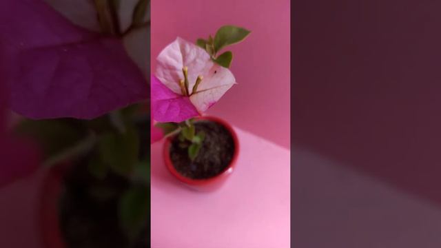 Bougainvillea Tulangpui смотреть онлайн