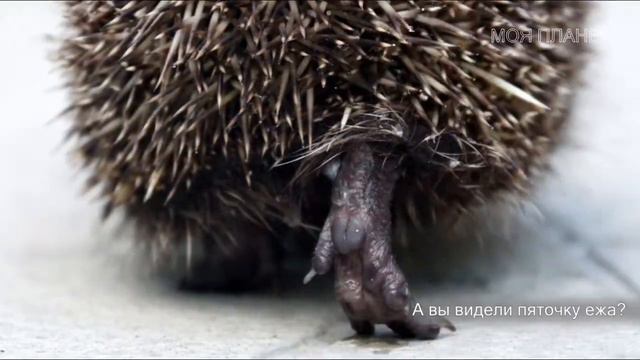 Русская природа лучшие фото смотреть онлайн