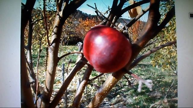 Железов Валерий Пример влияния подвоя на привой смотреть онлайн