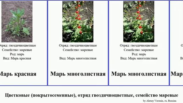 Цветковые (покрытосеменные), отряд гвоздичноцветные, семейство маревые марь лебеда angiosperms смотреть онлайн