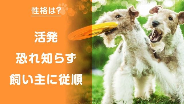 ❤️人気47位【ワイアー・フォックス・テリアってどんな犬？】子犬の価格や性格、寿命、飼いやすさは？ カワイイ動画でチェック！ смотреть онлайн
