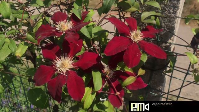 Clematis  Rebecca 铁线莲 瑞贝卡