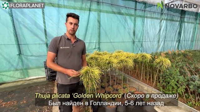 Novarbo| Новинки хвойных и лиственных растений из Голландии смотреть онлайн