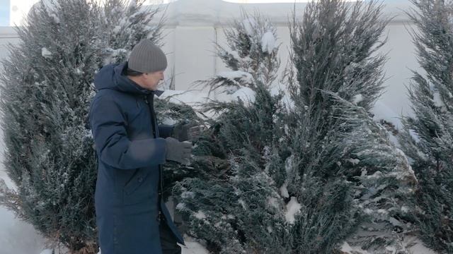 КАК ПОДГОТОВИТЬ ХВОЙНЫЕ ДЕРЕВЬЯ К ЗИМЕ? Зачем на зиму нужно подвязывать можжевельник? смотреть онлайн