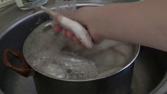 Засолка рыбы и икры в домашних условиях