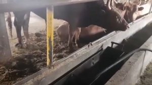 Все параметры сарая для быков