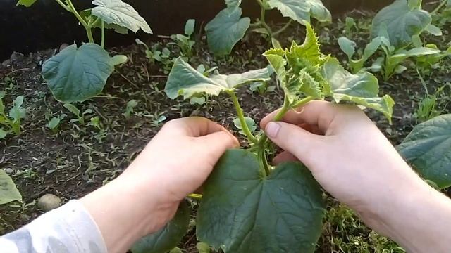 Что нужно сделать с огурцами перед цветением смотреть онлайн