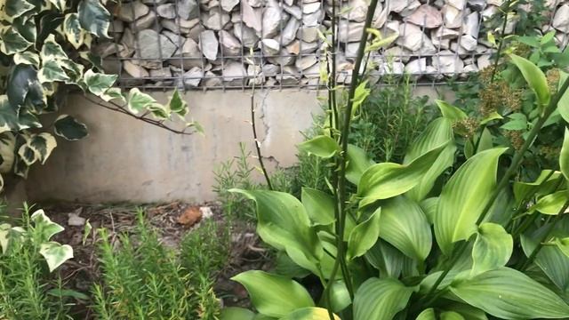 А в Сочи Растут Цветут Цветочки...Шикарный Канарский Плющ смотреть онлайн