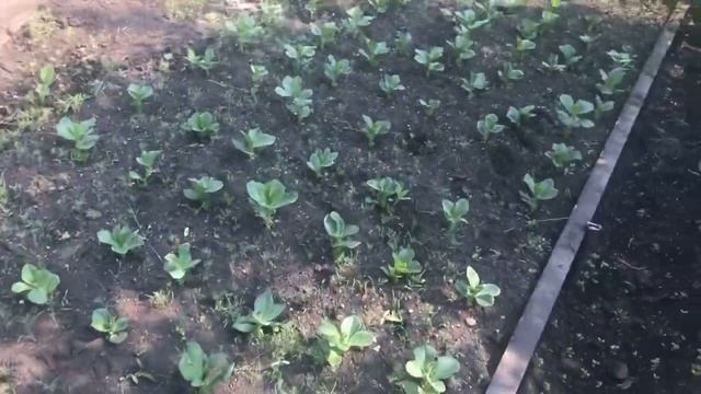 Обзор дачи, начало июня. смотреть онлайн