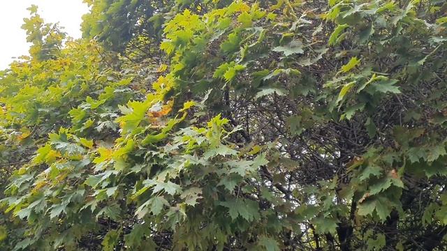 Обзор влогов \ Семья в городе Life \ Елена Ильичева \ Причуды Лены