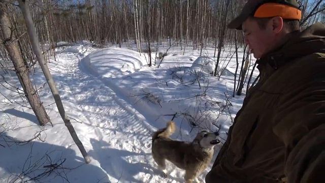 обучение щенка лайки смотреть онлайн