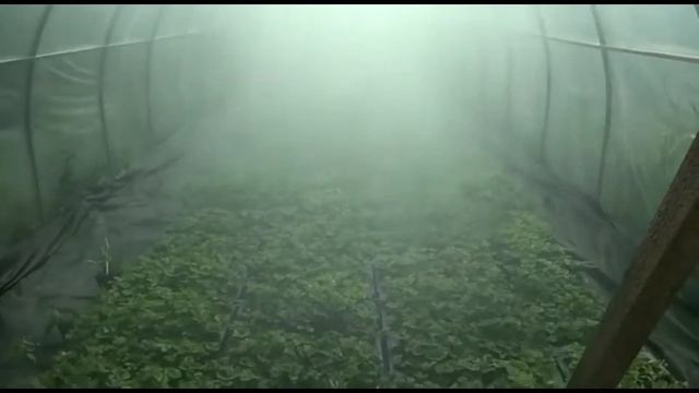 Кассетная рассада клубники. ТУМАНООБРАЗОВАТЕЛИ В ТЕПЛИЦЕ (автоматическая система полива)