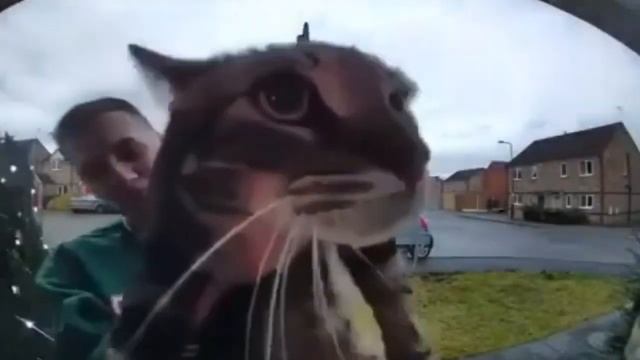 кот мяукает в камеру мем??? смотреть онлайн