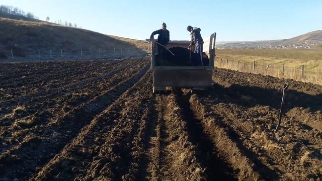 внесение навоза при посадке малины смотреть онлайн