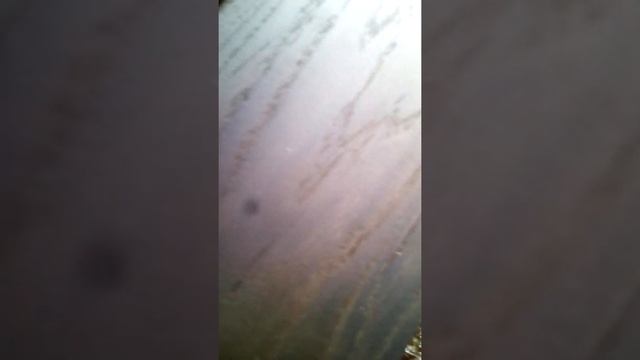 мореный дуб после вакуумной сушки смотреть онлайн