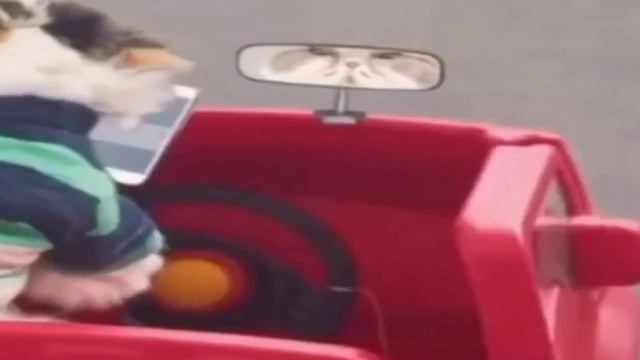 Zone Ankha Full Original No Censored Video +18